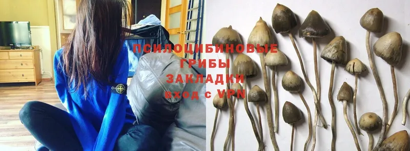 Галлюциногенные грибы Magic Shrooms  Ряжск 